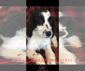 English Springer Spaniel Puppy for sale in BOAZ, AL, USA