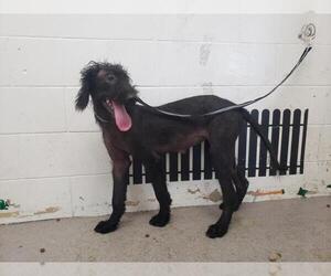 Poodle (Standard)-Unknown Mix Dogs for adoption in San Bernardino, CA, USA