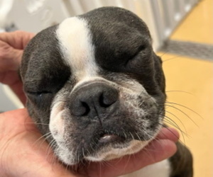 Father of the Boston Terrier puppies born on 07/03/2022