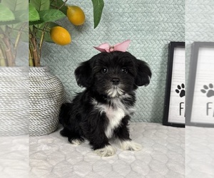 Maltipoo (Toy) Puppy for sale in FRANKLIN, IN, USA