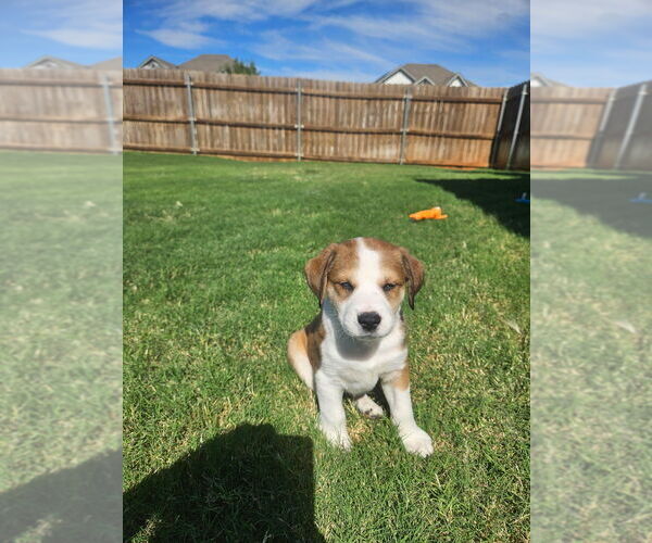 Medium Photo #1 Border Collie-Unknown Mix Puppy For Sale in OKLAHOMA CITY, OK, USA