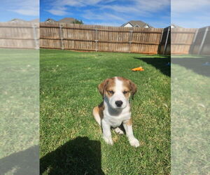 Border Collie-Unknown Mix Dogs for adoption in OKLAHOMA CITY, OK, USA