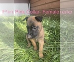 Small Photo #3 Belgian Malinois Puppy For Sale in PEYTON, CO, USA