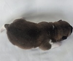 Small #4 Akita