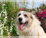 Small #13 Great Pyrenees