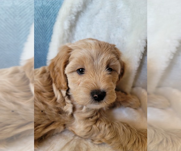 Medium Photo #23 Lhasa Apso Puppy For Sale in PHOENIX, AZ, USA