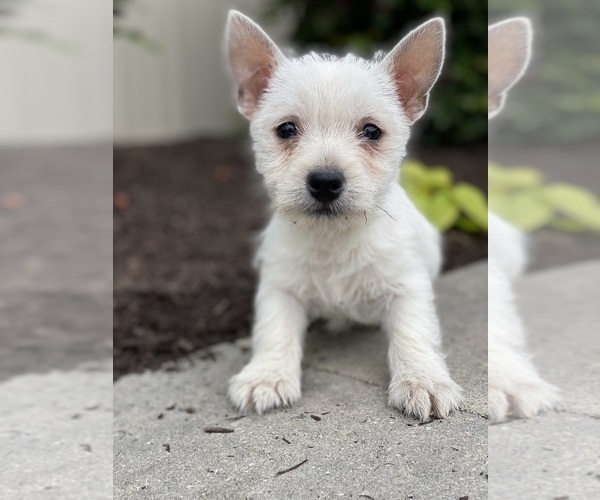 Medium Photo #4 West Highland White Terrier Puppy For Sale in CANOGA, NY, USA