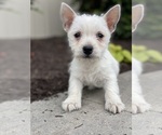 Small #3 West Highland White Terrier
