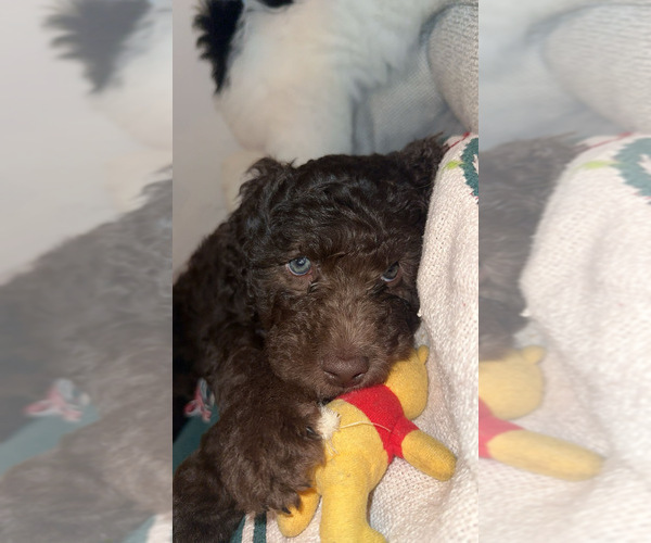 Medium Photo #2 Aussiedoodle Puppy For Sale in LA CRESCENT, MN, USA