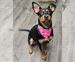 Small #6 Rottweiler Mix