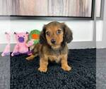 Small Photo #6 Dachshund Puppy For Sale in FRANKLIN, IN, USA