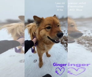 Chow Chow-Unknown Mix Dogs for adoption in Monte Vista, CO, USA