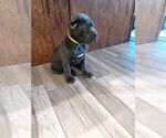 Small Photo #1 Cane Corso Puppy For Sale in APPLE VALLEY, CA, USA