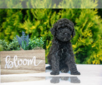 Puppy Meadow Poodle (Standard)