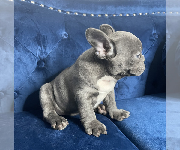Medium Photo #13 French Bulldog Puppy For Sale in PITTSBURGH, PA, USA