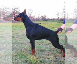 Mother of the Doberman Pinscher puppies born on 06/20/2025