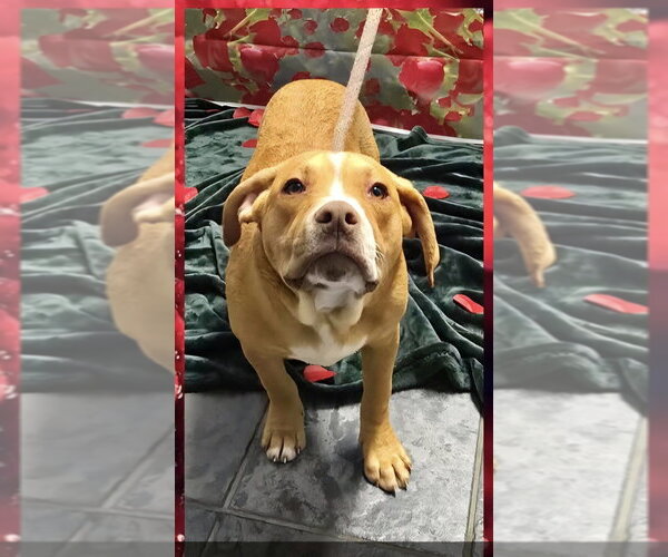 Medium Photo #2 Beabull Puppy For Sale in Aurora, IN, USA