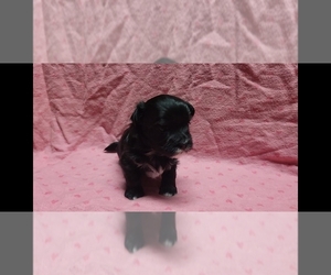 Maltipoo Puppy for sale in BROOKFIELD, MO, USA