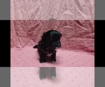 Image preview for Ad Listing. Nickname: Cocoa