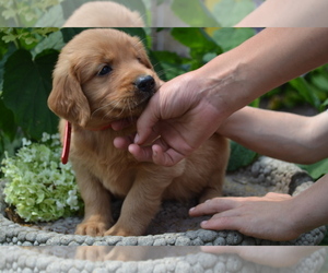 Medium Golden Retriever