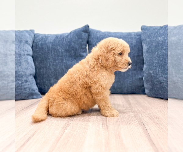 Medium Photo #2 Goldendoodle (Miniature) Puppy For Sale in MILLERSBURG, OH, USA