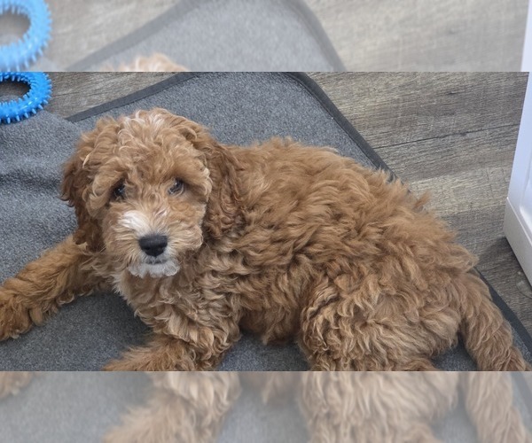 Medium Photo #4 Cock-A-Poo Puppy For Sale in FOLSOM, CA, USA