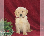 Small Photo #1 Golden Retriever Puppy For Sale in NEW PROVIDENCE, PA, USA