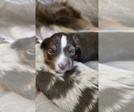 Small #11 Miniature Australian Shepherd