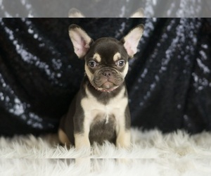 French Bulldog Puppy for sale in WARSAW, IN, USA