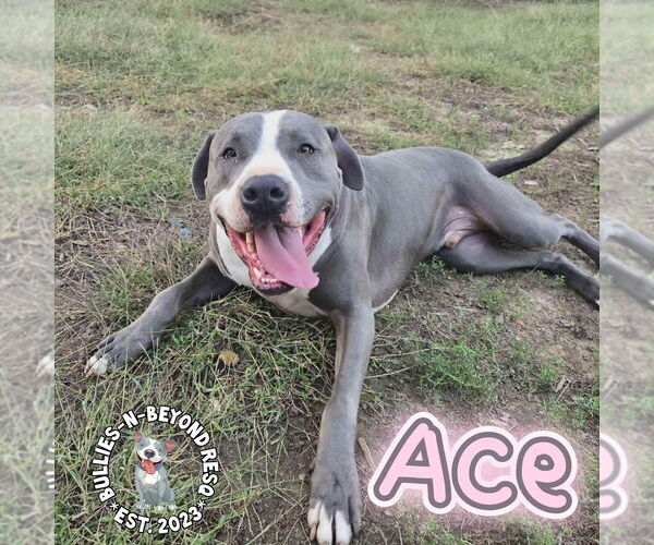 Medium Photo #1 Staffordshire Bull Terrier-Unknown Mix Puppy For Sale in Omaha, NE, USA