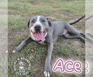 Staffordshire Bull Terrier-Unknown Mix Dogs for adoption in Omaha, NE, USA