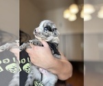 Small #8 Australian Shepherd