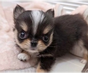 Chihuahua Puppy for sale in BULLARD, TX, USA