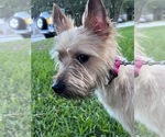 Small #3 Norwich Terrier
