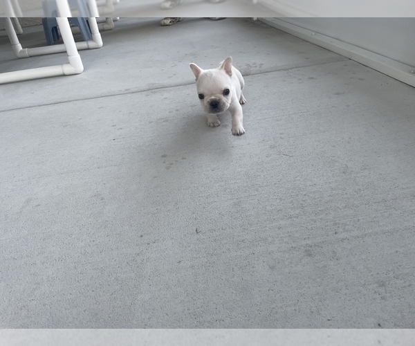 Medium Photo #3 French Bulldog Puppy For Sale in WINDERMERE, FL, USA