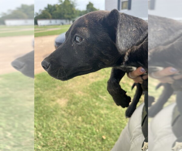 Medium Photo #1 American Pit Bull Terrier-Unknown Mix Puppy For Sale in Oklahoma City, OK, USA