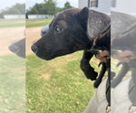 Small American Pit Bull Terrier Mix