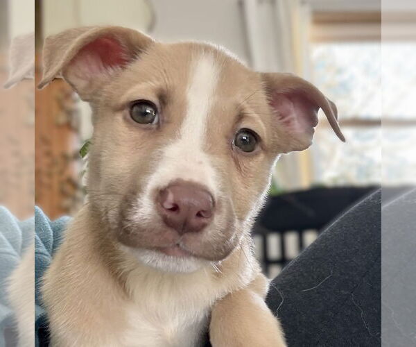 Medium Photo #1 Siberian Husky-Unknown Mix Puppy For Sale in Fargo, ND, USA