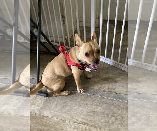 Medium Photo #2 French Bulldog-Unknown Mix Puppy For Sale in San Diego, CA, USA