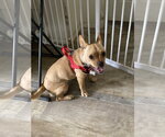 Small #1 French Bulldog Mix