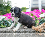 Small Photo #15 Boston Terrier Puppy For Sale in MOORELAND, IN, USA