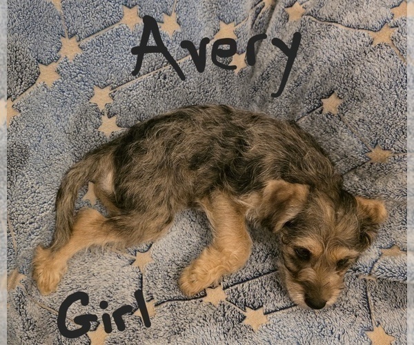 Medium Photo #8 Chizer Puppy For Sale in MONTEZUMA, GA, USA