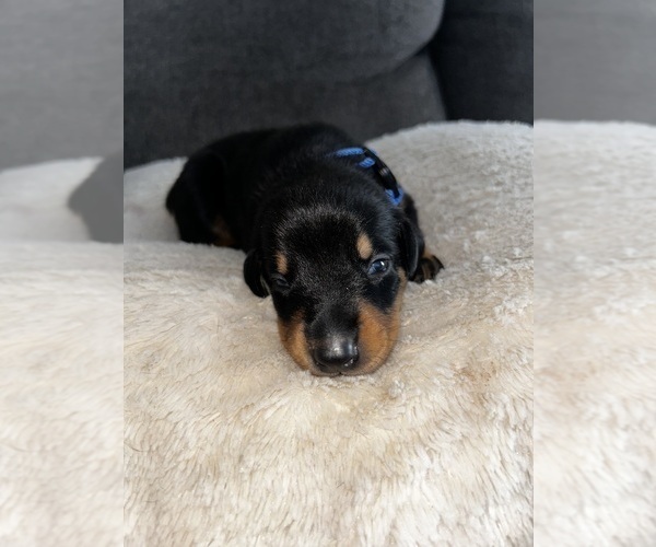 Medium Photo #1 Doberman Pinscher Puppy For Sale in OAK FOREST, IL, USA