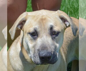German Shepherd Dog-Mountain Cur Mix Dogs for adoption in Huntley, IL, USA