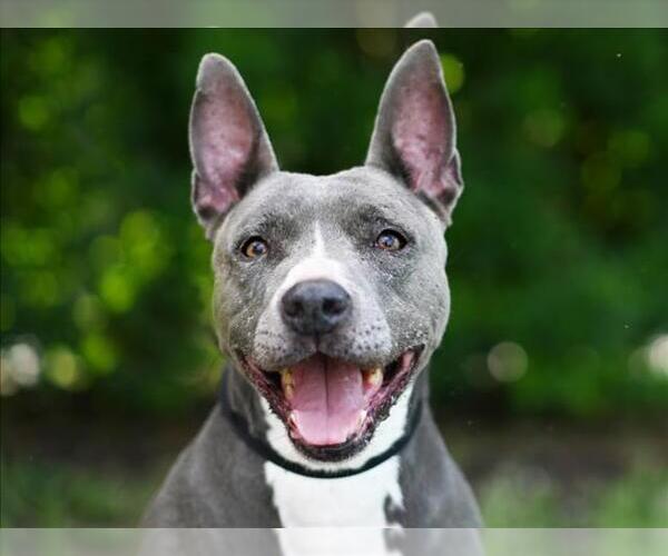 Medium Photo #2 American Staffordshire Terrier Puppy For Sale in Tavares, FL, USA