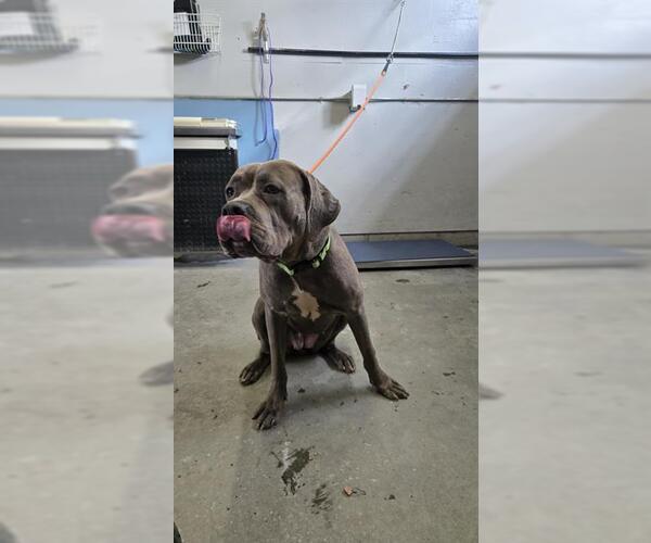 Medium Photo #1 Mutt Puppy For Sale in Camarillo, CA, USA