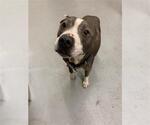 Small American Pit Bull Terrier Mix