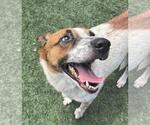 Small #3 Australian Shepherd-Red Heeler Mix