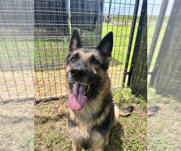 Medium Photo #3 German Shepherd Dog Puppy For Sale in Abbeville, LA, USA