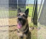 Small #2 German Shepherd Dog